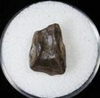 Triceratops Shed Tooth - Montana #16664-1